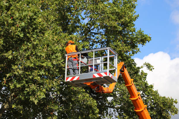 Trusted Deforest, WI Tree Services Experts