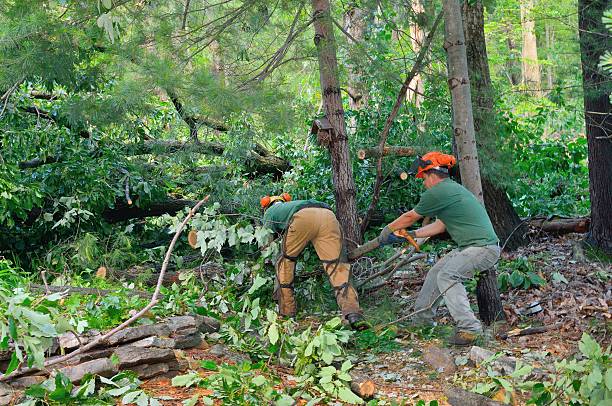 Best Commercial Tree Services  in Deforest, WI